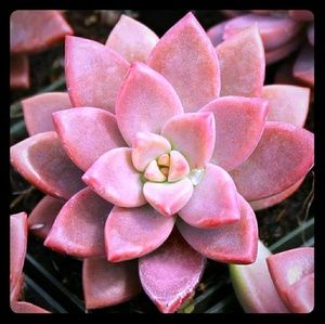 Meet your Posher, Aimee'